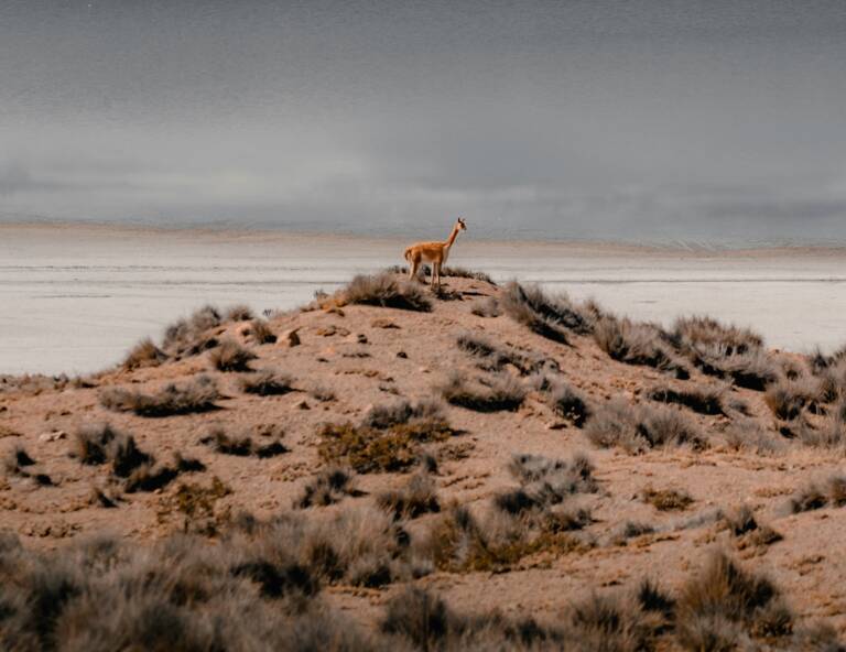 Wildlife photography and lens sharpness setting